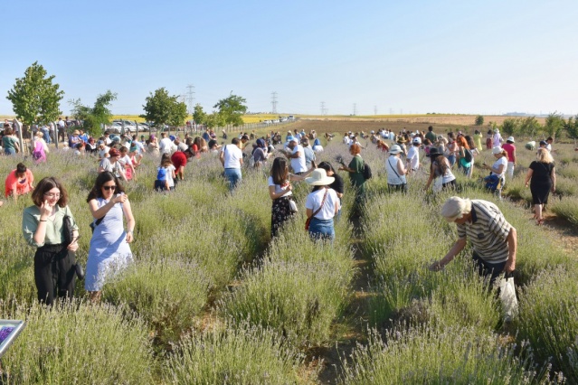 Silivri Belediyesi 4. Lavanta Hasat Şenliği birbirinden renkli görüntülere sahne oldu. Binlerce kişinin hasat yaptığı ve fotoğraf çektirdiği şenlik muhteşem geçti.